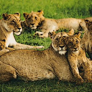 Lion Park - Naomi and Travel Tours